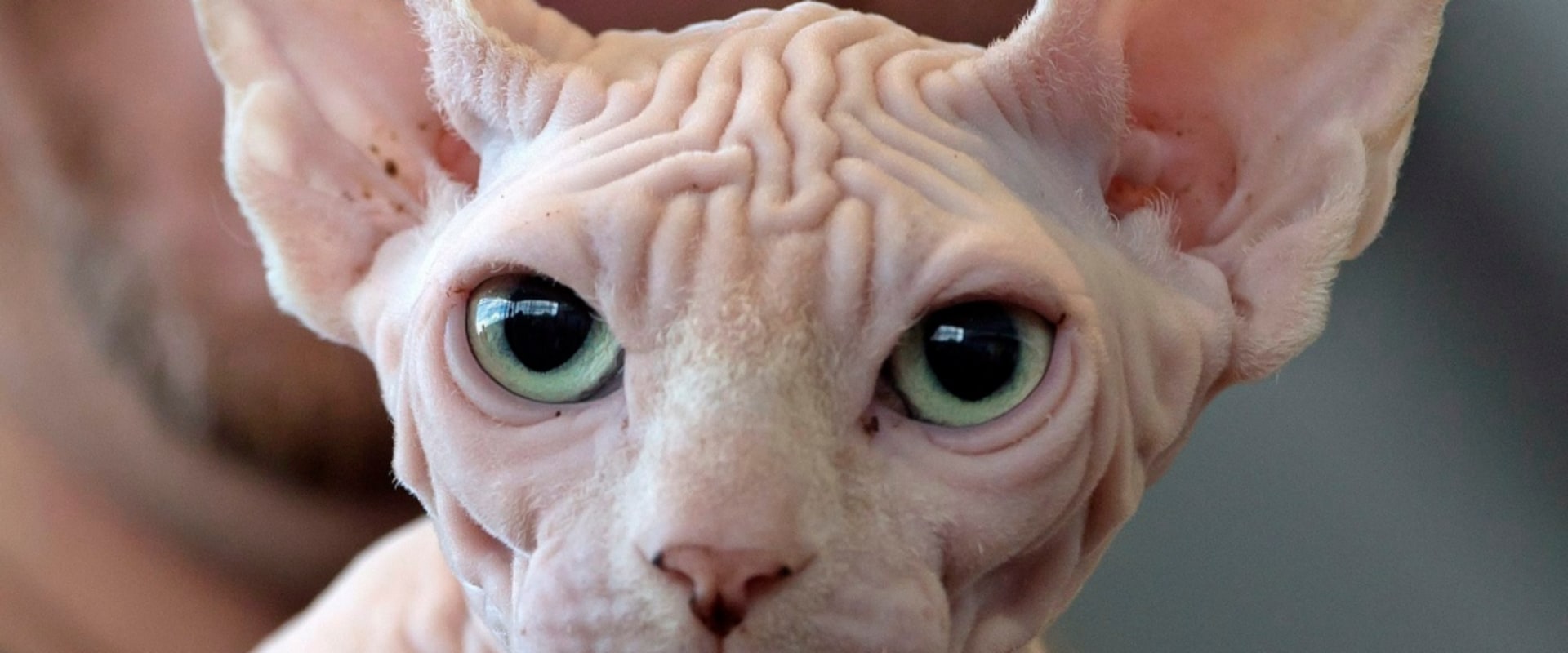 Exploring the Unique and Alluring Sphynx Cat Breed