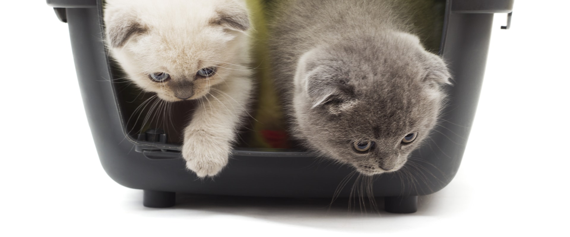 Crate Training for Cats: What You Need to Know