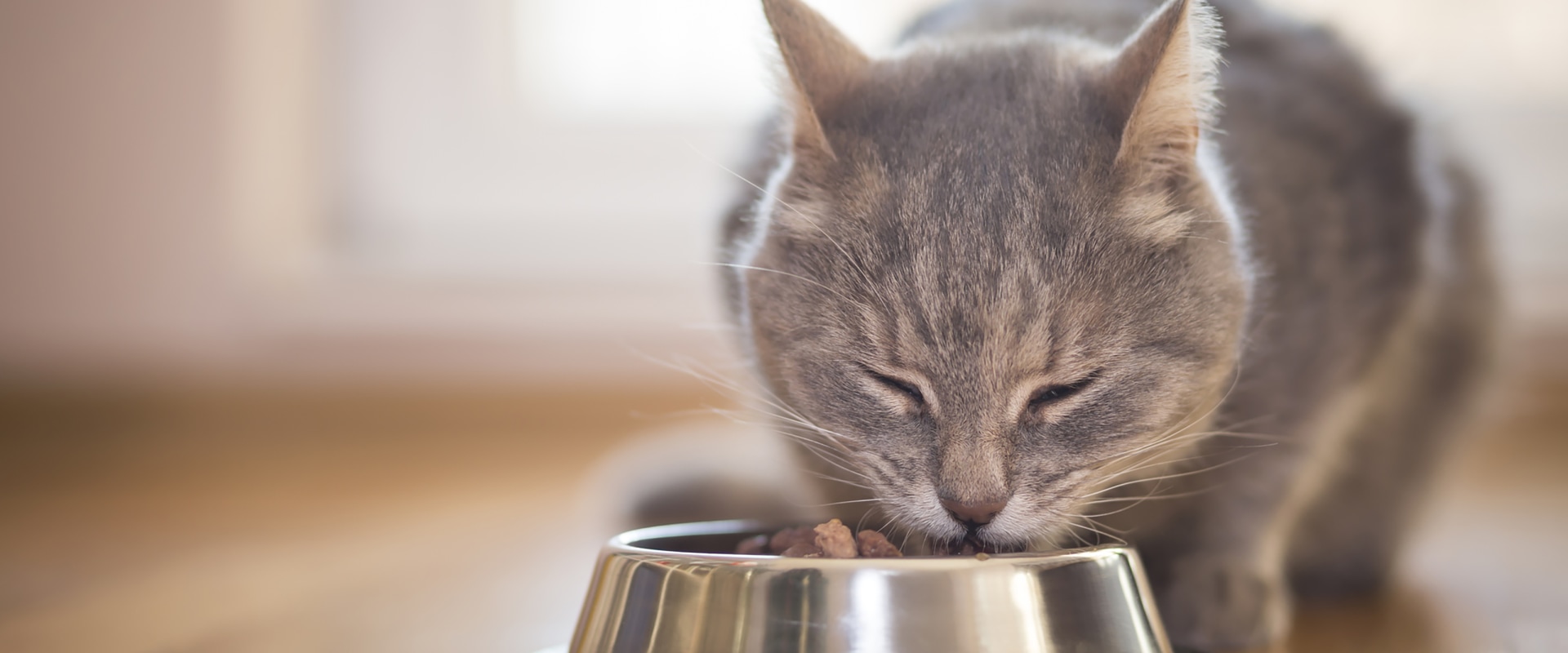 Feeding Outdoor Cats a Balanced Diet