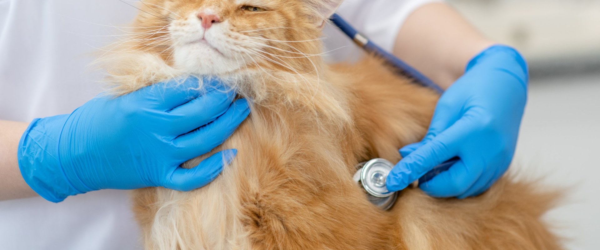 Choosing a Veterinarian for Your Cat