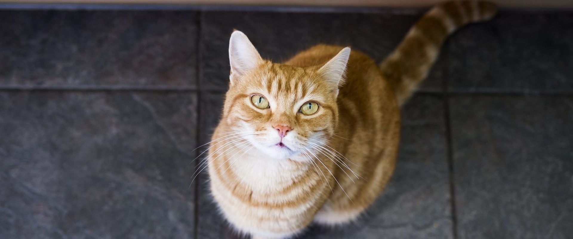 Common Cat Behaviors: What You Need to Know