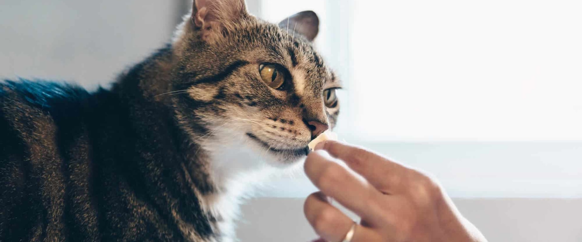 Vitamin and Mineral Requirements for Cats