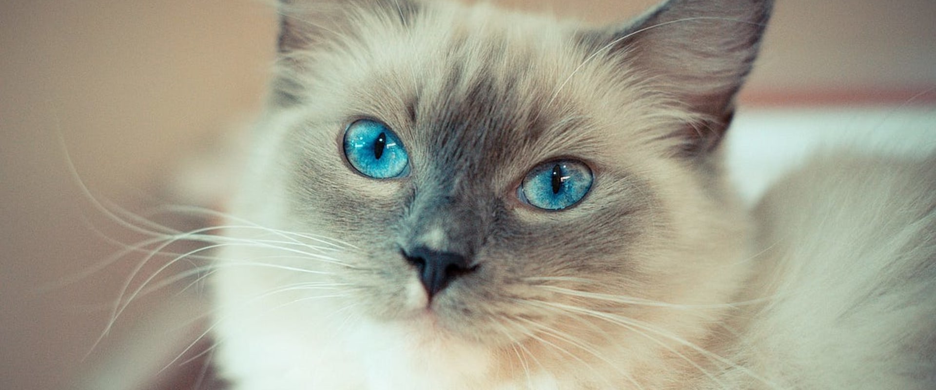 Everything You Need to Know About Ragdoll Cats