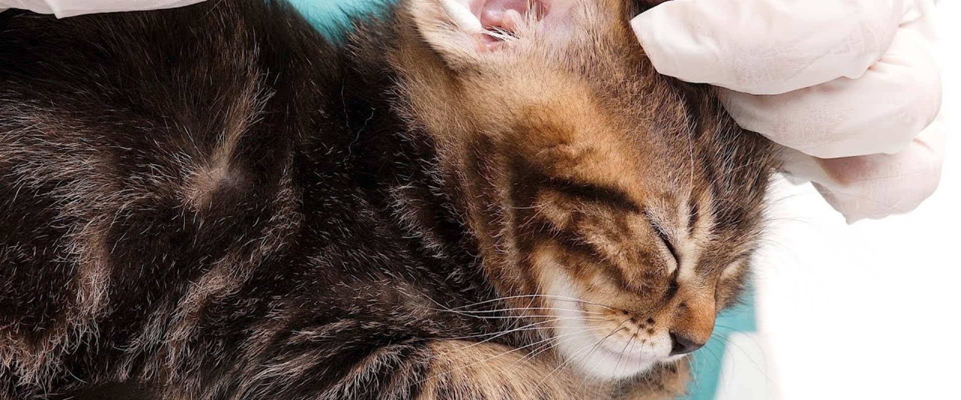 Caring for Your Cat: Cleaning Eyes and Ears