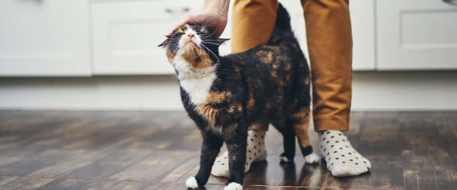 Cat Body Language and Communication - An Overview