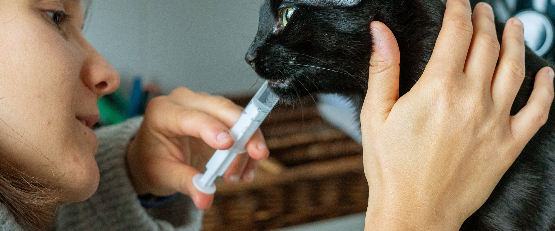 Treating Cat Health Problems