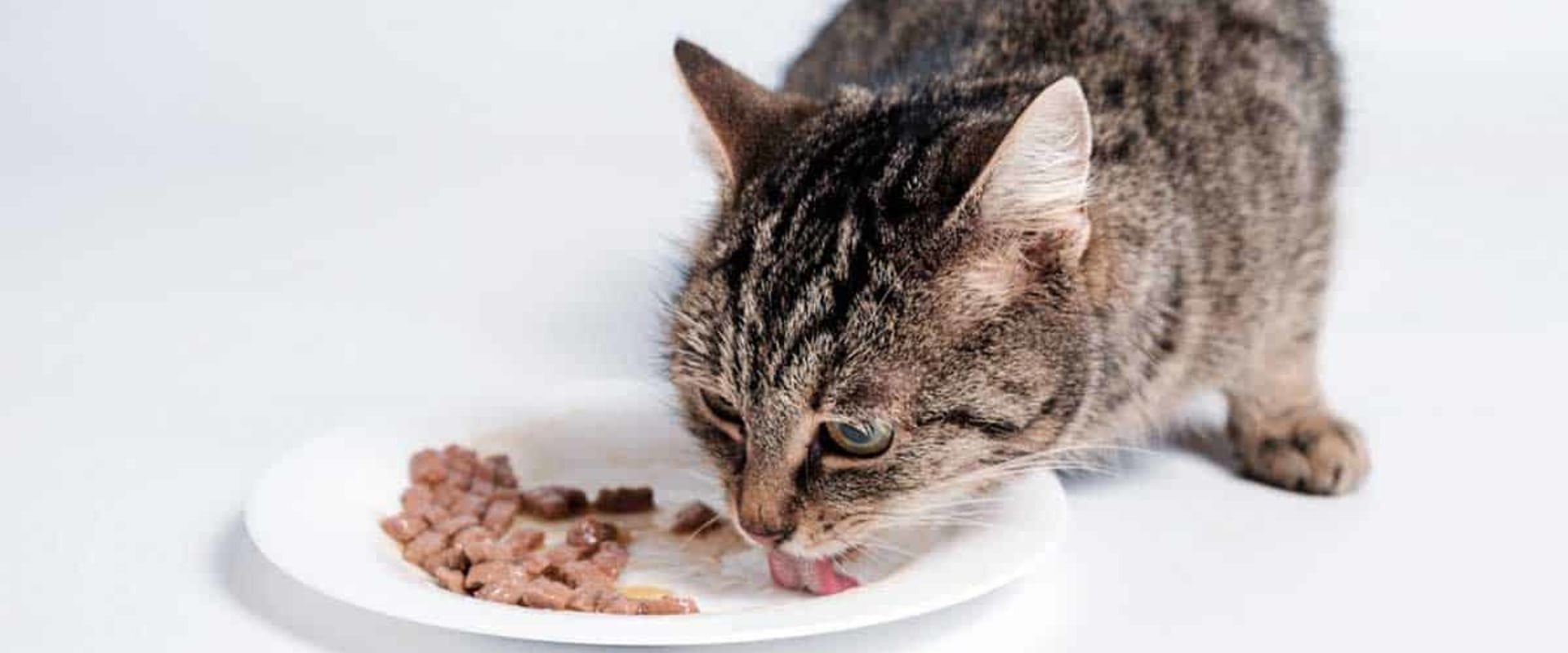 Everything You Need to Know About Wet Cat Food