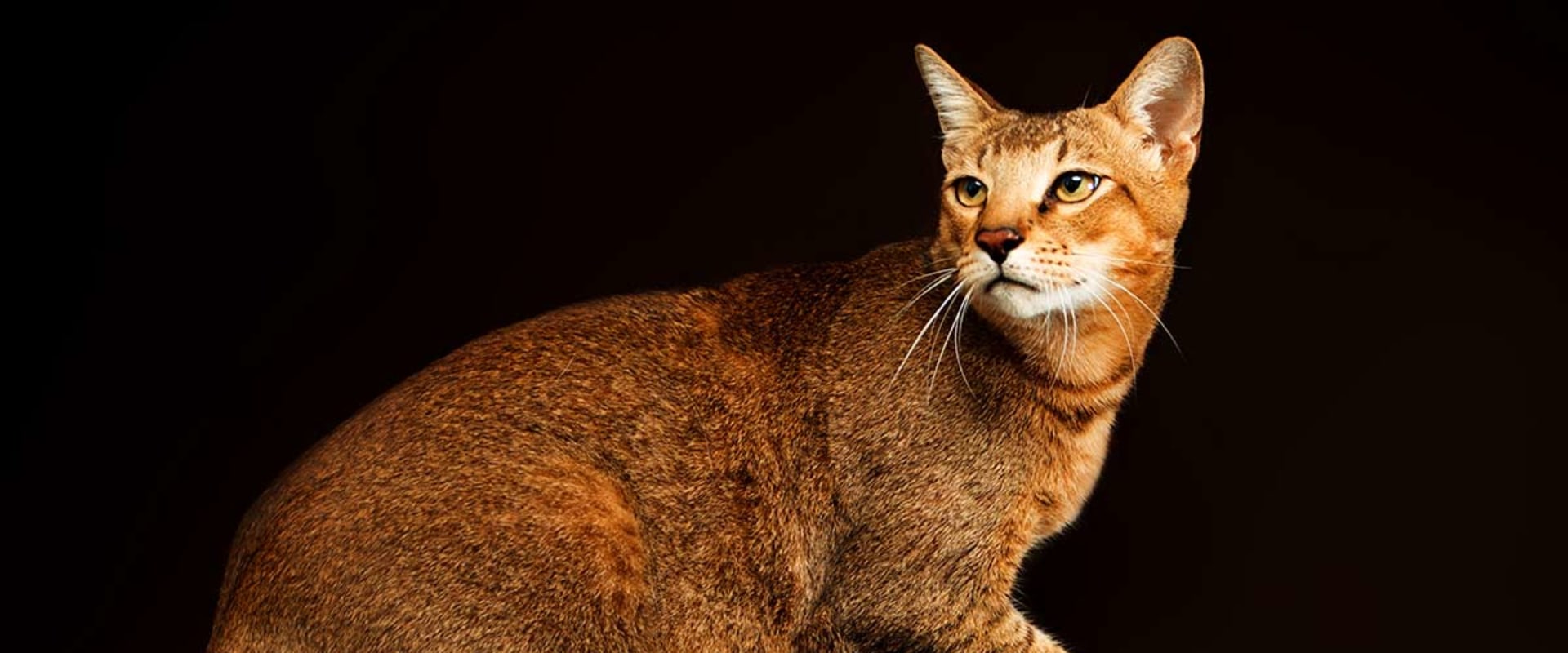 Chausie Cats: An Overview