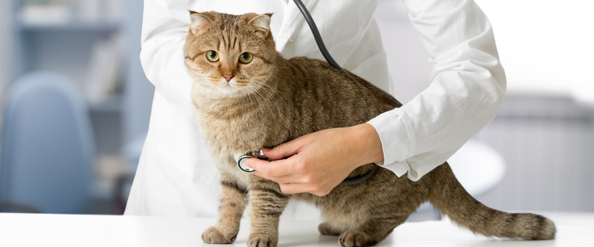 Veterinary Tests and Procedures for Cats