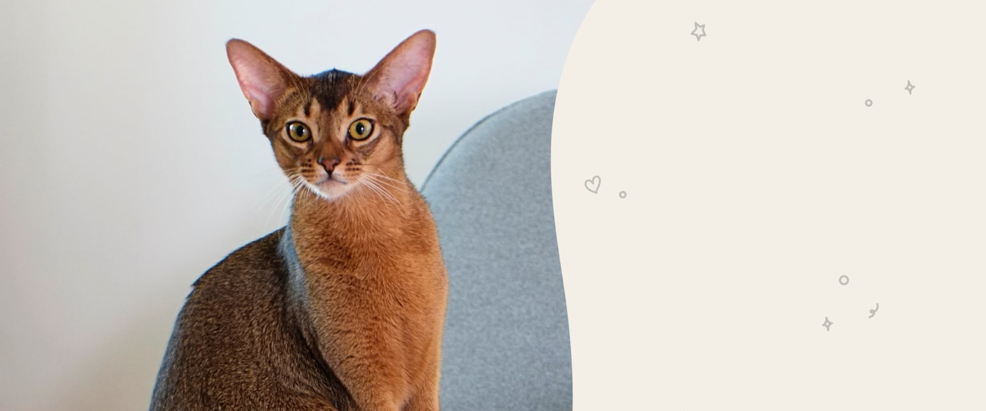 Abyssinian Cats: A Comprehensive Overview