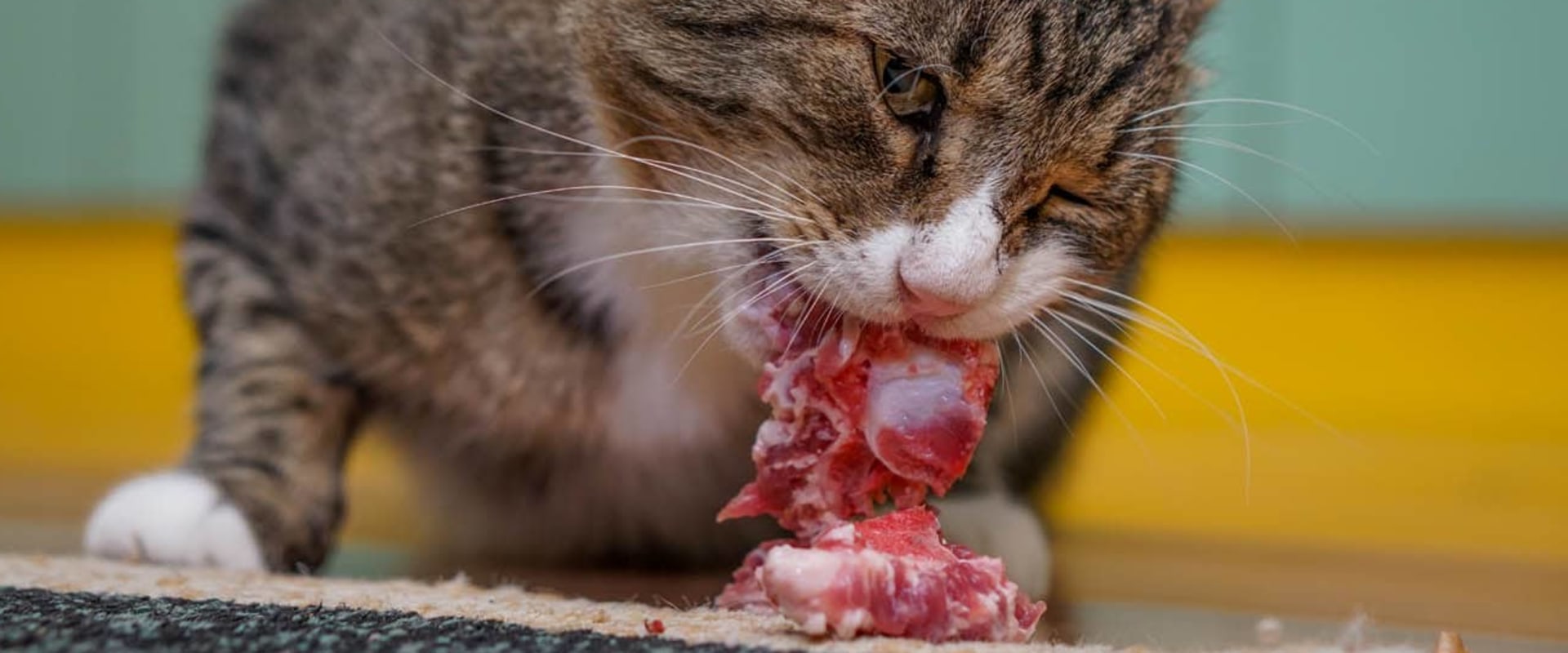Raw Cat Food: The Pros and Cons