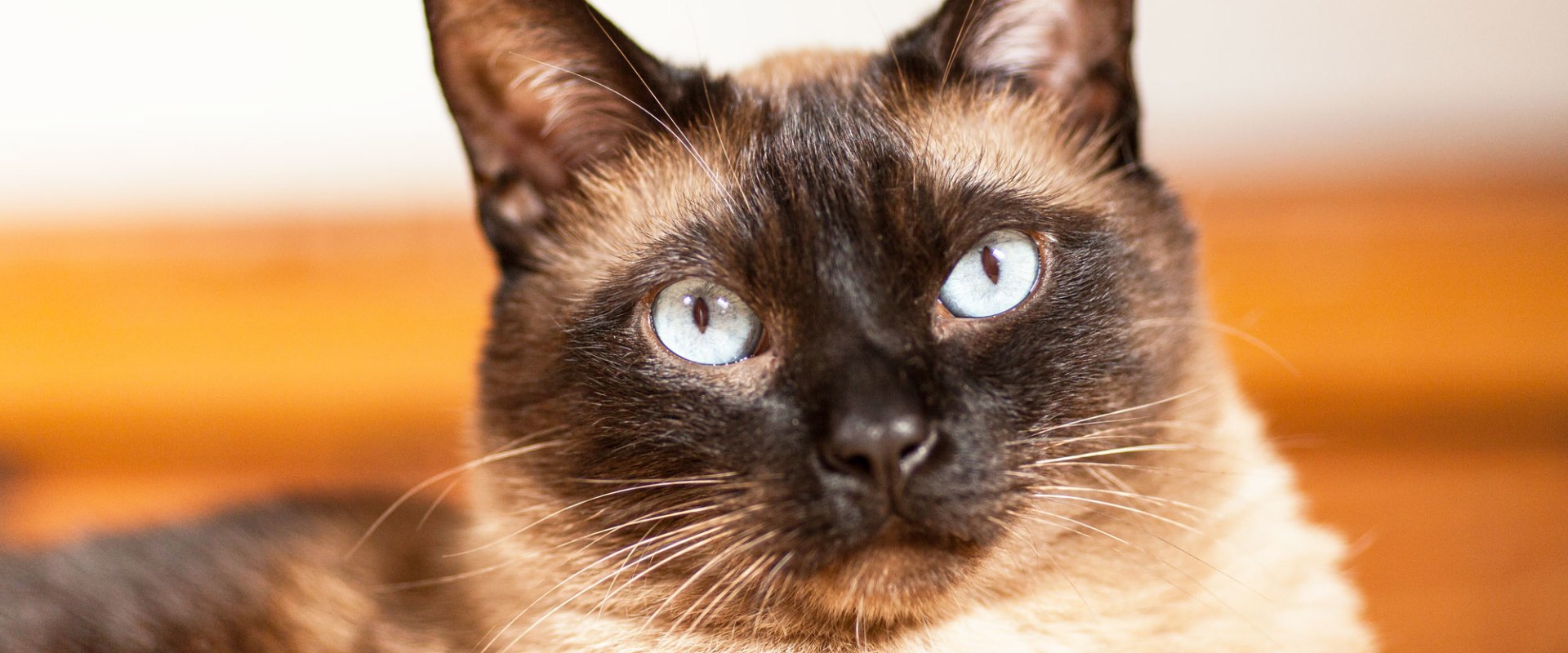 Siamese Cats: A Comprehensive Overview