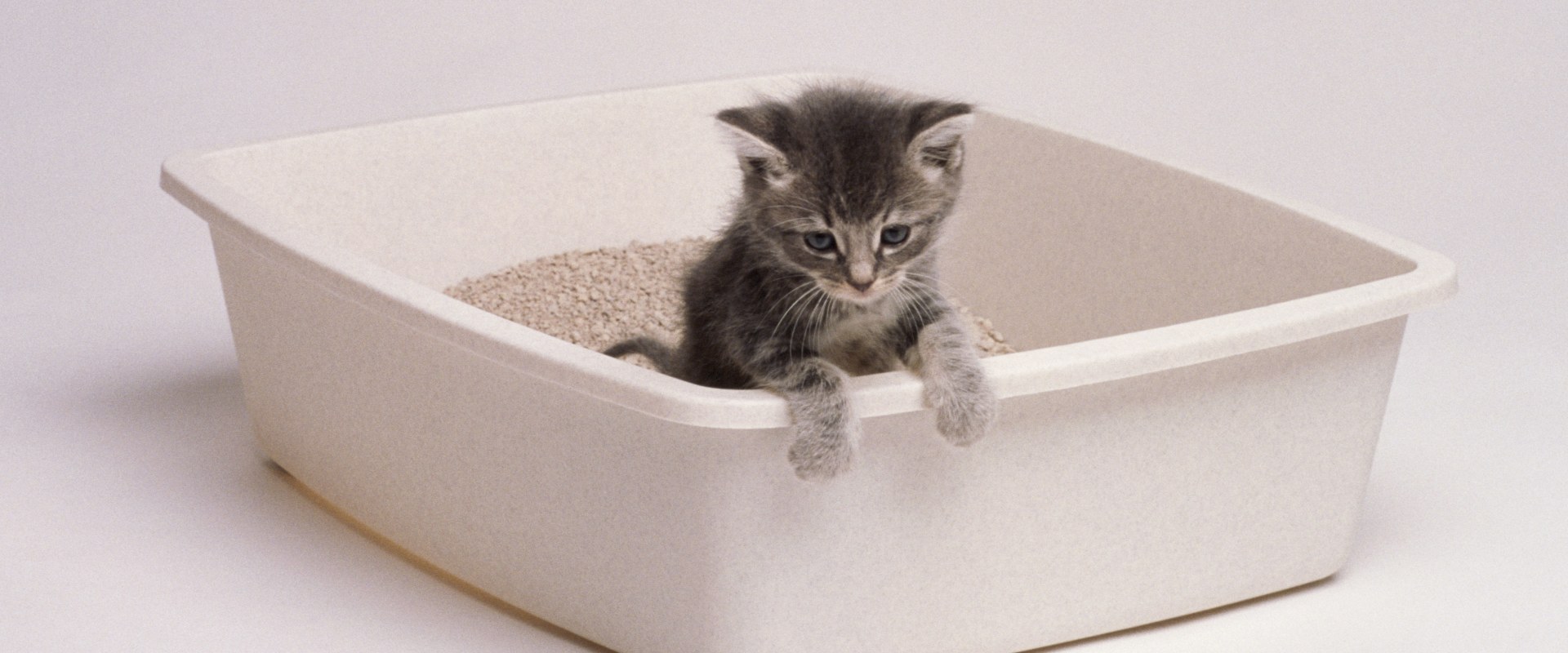 Choosing a Litterbox for Indoor Cats