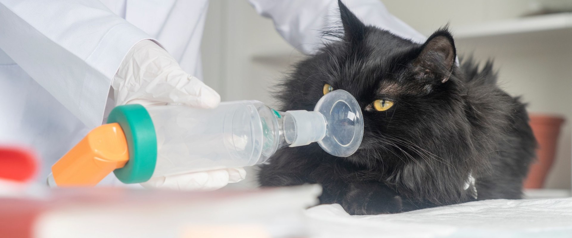 Feline Asthma: What You Need to Know