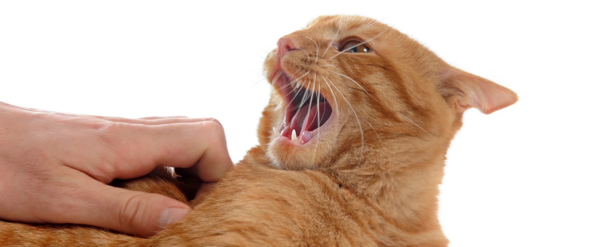 Understanding Aggression in Cats and How to Address It
