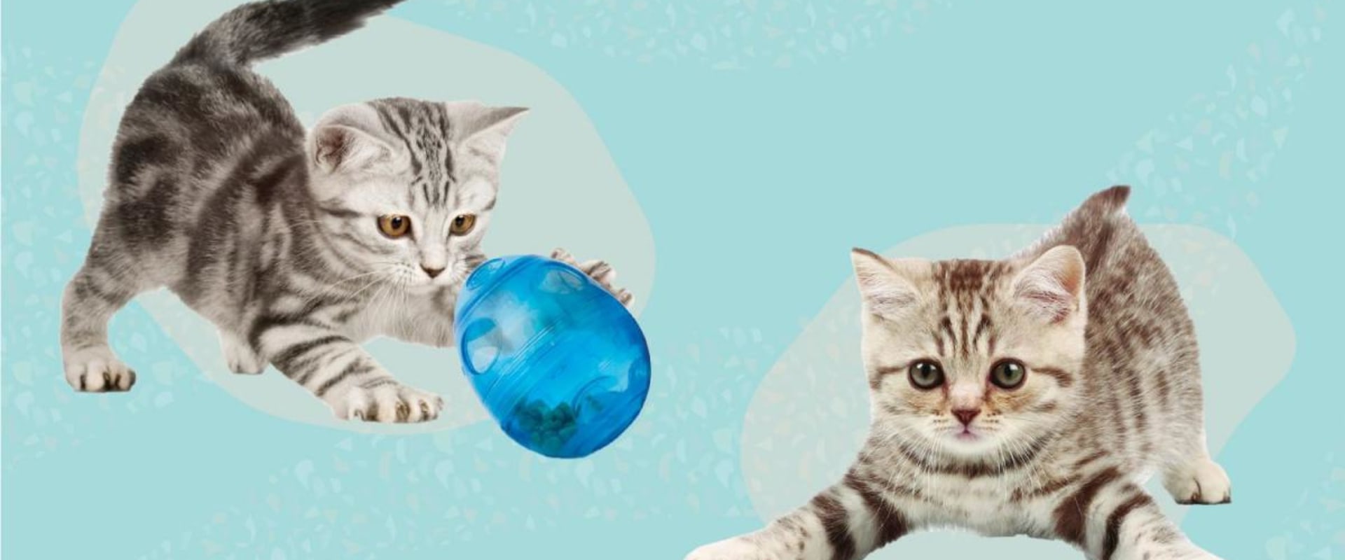 Interactive Toys for Cats: Exploring the Different Types