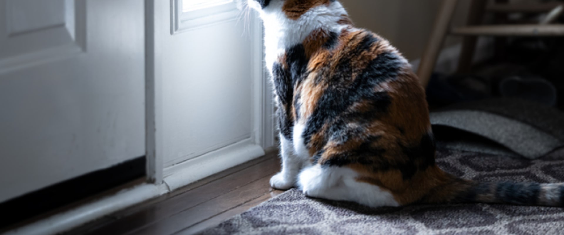 Understanding Separation Anxiety in Cats