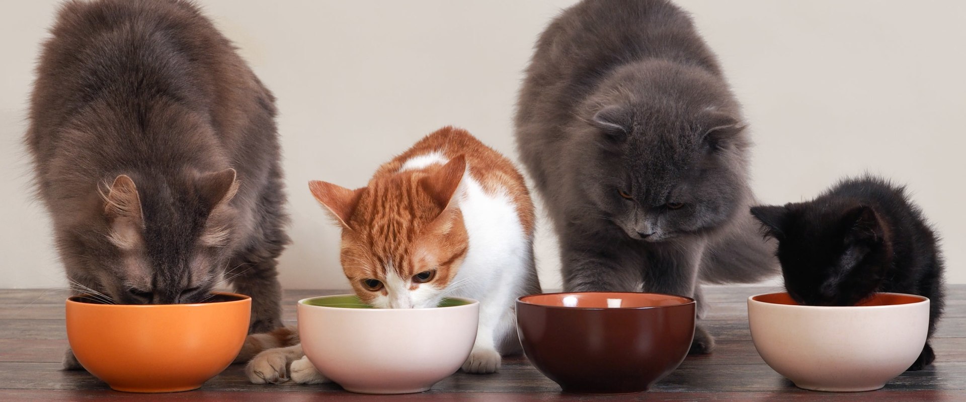 Monitoring your Cat's Protein, Fat, Carbohydrates, Vitamins, and Minerals in Their Diet