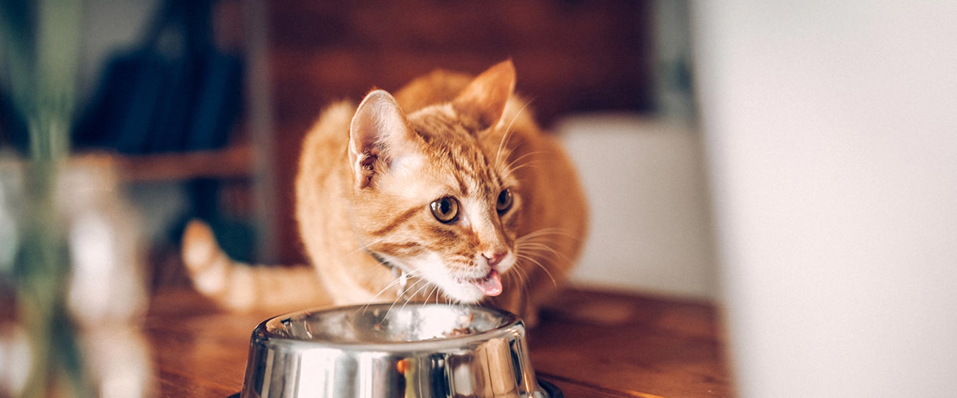 When to Feed Your Cat: A Comprehensive Look at Cat Nutrition