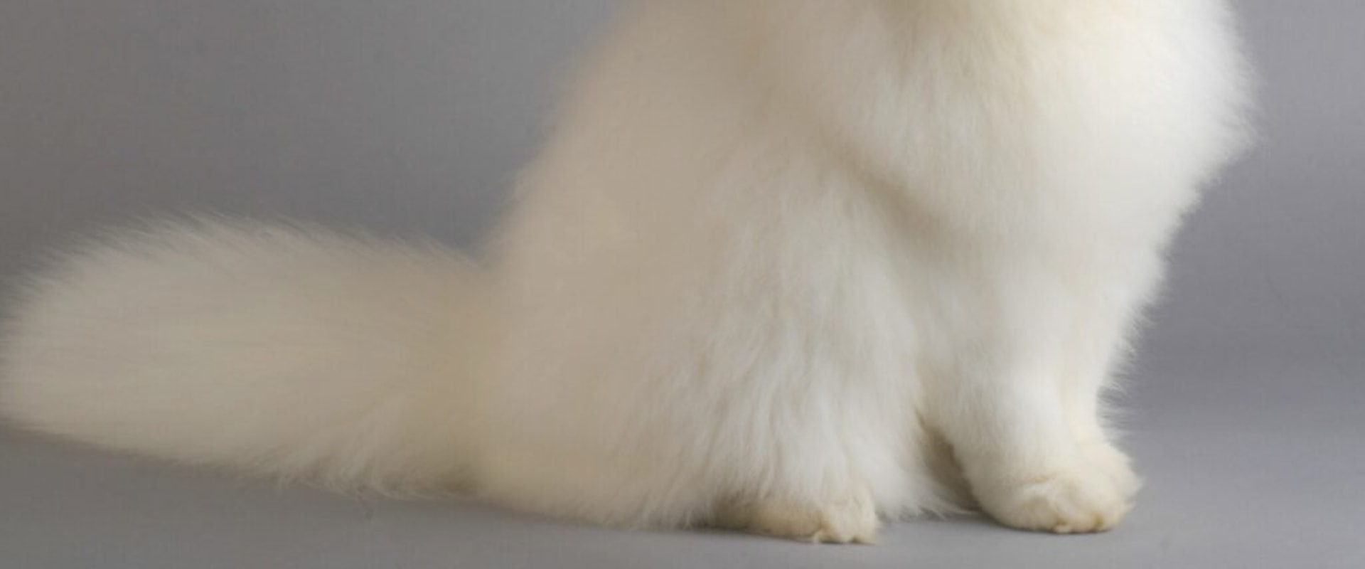 Persian Cats - A Comprehensive Overview