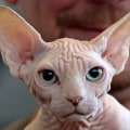 Exploring the Unique and Alluring Sphynx Cat Breed
