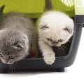 Crate Training for Cats: What You Need to Know