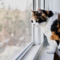 Protecting Indoor Cats from Predators