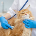 Choosing a Veterinarian for Your Cat