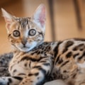 Bengal Cats: An Introduction to This Popular Purebred Cat Breed
