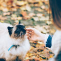 Positive Reinforcement Training for Cats: Understanding and Implementing the Technique