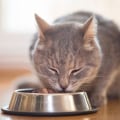 Preventing Accidental Poisoning of Indoor Cats