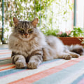 Everything You Need to Know About Maine Coon Cats