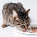 Everything You Need to Know About Wet Cat Food