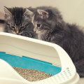 Litterbox Training Tips and Tricks for Indoor Cats