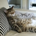 Fat Requirements for Cats