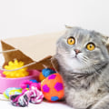 Keep Your Cat Safe: Identifying and Avoiding Toys with Small Parts