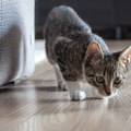Providing Appropriate Play and Exercise for Outdoor Cats