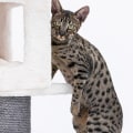 Savannah Cats: An In-Depth Look at this Hybrid Cat Breed