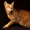 Chausie Cats: An Overview