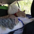 Tips for Safely Traveling with Cats in a Car