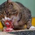 Raw Cat Food: The Pros and Cons
