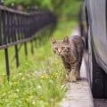 Minimizing the Risks of Car Accidents to Outdoor Cats