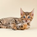 Everything You Need To Know About Toyger Cats