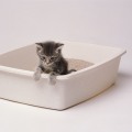 Choosing a Litterbox for Indoor Cats