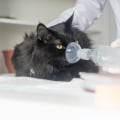 Feline Asthma: What You Need to Know