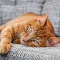 Parasite Prevention for Cats: A Comprehensive Overview