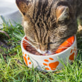Identifying Potential Allergens in Cat Food Products