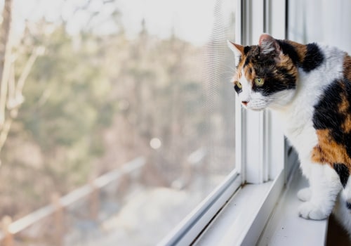 Protecting Indoor Cats from Predators