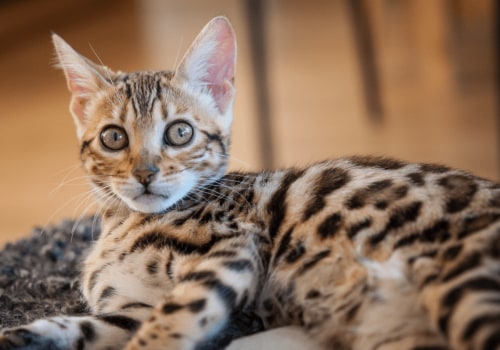 Bengal Cats: An Introduction to This Popular Purebred Cat Breed