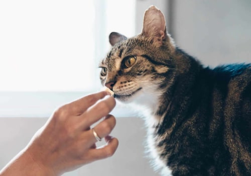 Vitamin and Mineral Requirements for Cats